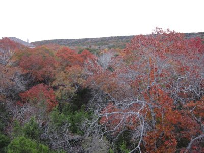 Back View in Fall
